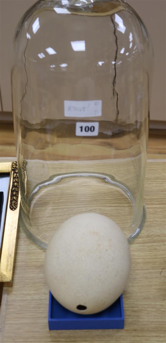 An ostrich egg and a glass medical vacuum dome and a stone cooking pot, dome height 46cm